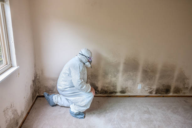 Best Attic Mold Removal  in Ladera Ranch, CA