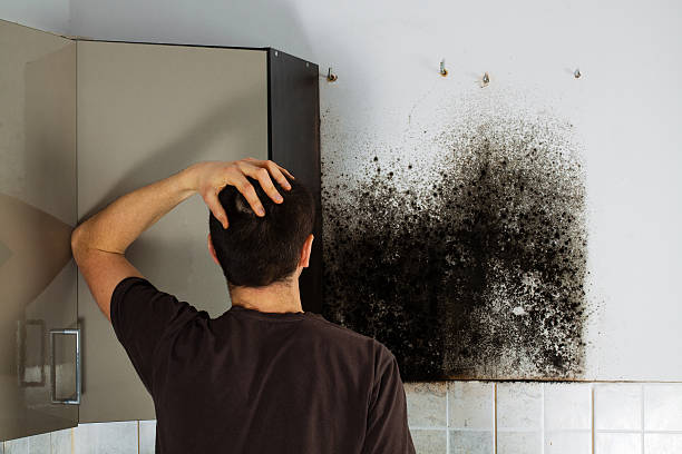 Best Black Mold Removal  in Ladera Ranch, CA