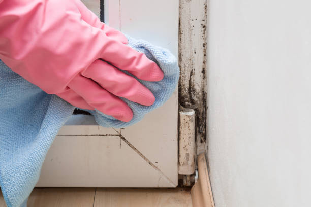 Office Mold Removal Services in Ladera Ranch, CA