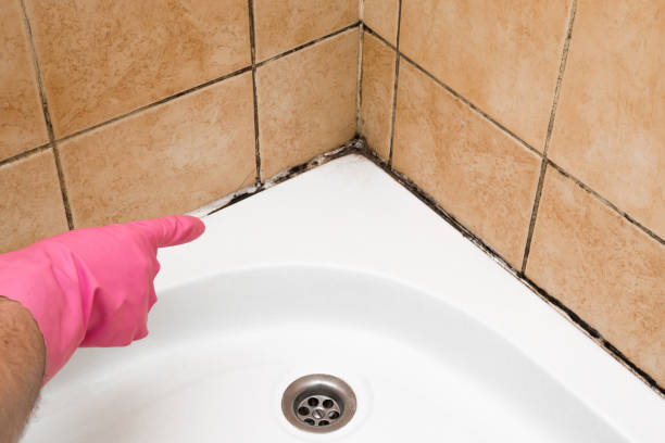 Best Professional Mold Removal  in Ladera Ranch, CA