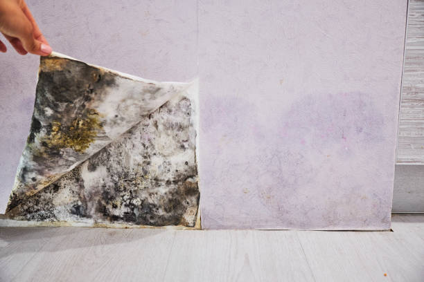 Best Home Mold Removal  in Ladera Ranch, CA
